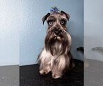 Small Photo #1 Schnauzer (Miniature) Puppy For Sale in KISSIMMEE, FL, USA