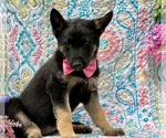 Small Photo #2 German Shepherd Dog Puppy For Sale in COCHRANVILLE, PA, USA