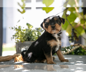 Medium Shorkie Tzu