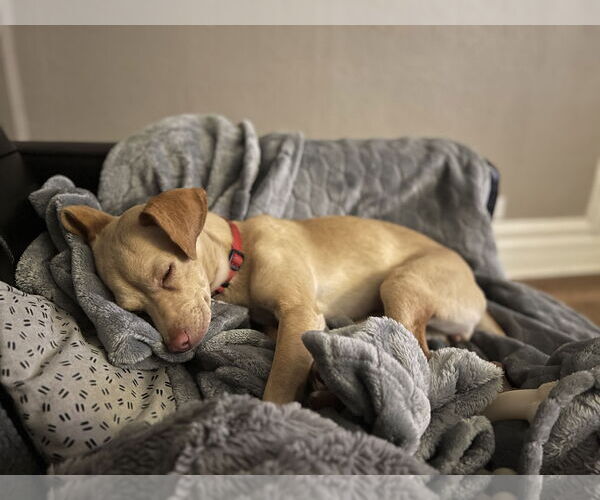 Medium Photo #4 Chihuahua-Unknown Mix Puppy For Sale in Aurora, CO, USA