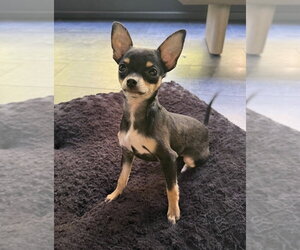 Chihuahua Dogs for adoption in Raleigh, NC, USA