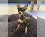 Romeo - Male Chihuahua Dog for Adoption - Small photo