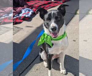 Sir Skedaddleton - Male Collie-Unknown Mix Dog for Adoption - Photo #4