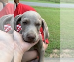 Small Photo #14 Weimaraner Puppy For Sale in WHITE HALL, AR, USA