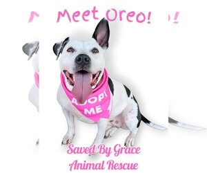 Oreo - Female Mutt Dog for Adoption - Photo #3