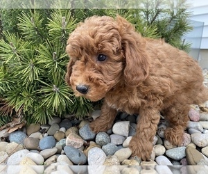 Goldendoodle (Miniature) Puppy for sale in ARCOLA, IL, USA