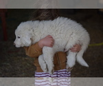 Small Photo #4 Great Pyrenees Puppy For Sale in PERALTA, NM, USA