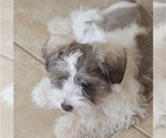 Small Photo #2 Schnauzer (Miniature) Puppy For Sale in WICHITA, KS, USA