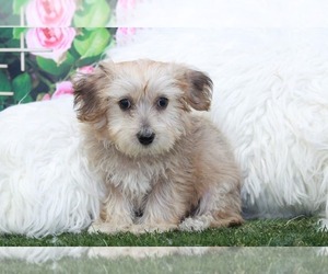 Yorkshire Terrier Puppy for sale in MARIETTA, GA, USA