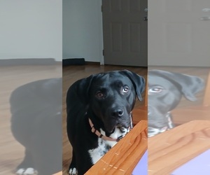 America Bandogge Mastiff-Labrador Retriever Mix Dogs for adoption in TACOMA, WA, USA