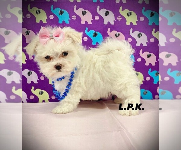 Medium Photo #1 Maltese Puppy For Sale in WINNSBORO, LA, USA