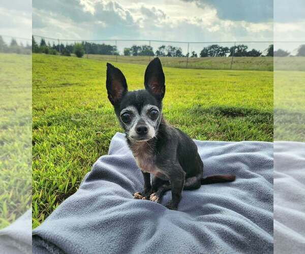 Medium Photo #1 Chihuahua-Unknown Mix Puppy For Sale in Plymouth, MN, USA