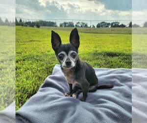 Chihuahua-Unknown Mix Dogs for adoption in Plymouth, MN, USA