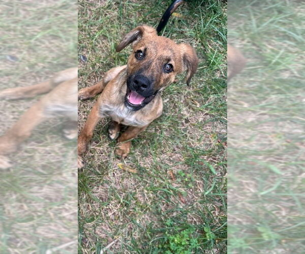 Medium Photo #8 Black Mouth Cur-Labrador Retriever Mix Puppy For Sale in Chester, VA, USA