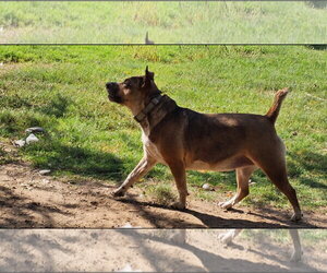 Lilly Beth - Female Mutt Dog for Adoption - Photo #4