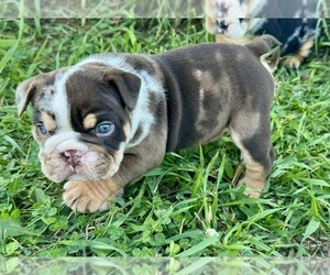 Bulldog Litter for sale in HINTON, IA, USA