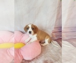 Small Photo #20 Cavapoo Puppy For Sale in AUSTIN, TX, USA