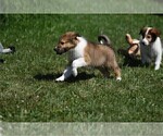 Small Photo #1 Collie Puppy For Sale in PARIS, MI, USA