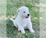 Small #2 German Shepherd Dog