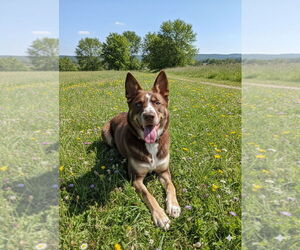 Australian Kelpie-Australian Shepherd Mix Dogs for adoption in McKinney, TX, USA