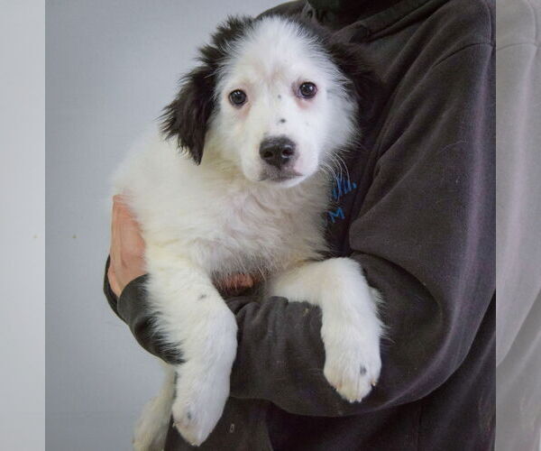 Medium Photo #3 Australian Shepherd-Unknown Mix Puppy For Sale in Huntley, IL, USA