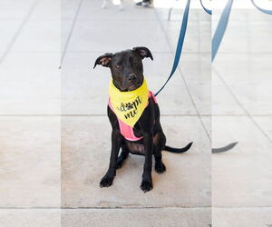 Labrador Retriever-Unknown Mix Dogs for adoption in Bullard, TX, USA