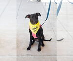 Small Labrador Retriever Mix