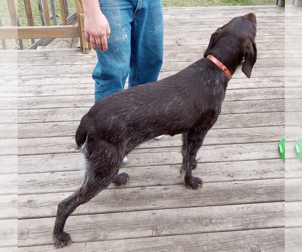 Medium Photo #3 German Wirehaired Pointer Puppy For Sale in ISANTI, MN, USA