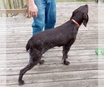 Small Photo #3 German Wirehaired Pointer Puppy For Sale in ISANTI, MN, USA