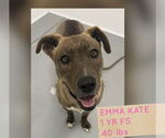 Small #1 Retriever  Mix