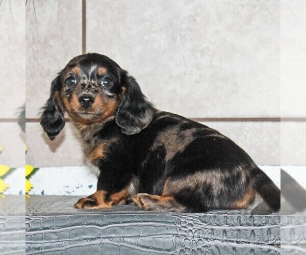 Medium Photo #1 Dachshund Puppy For Sale in ANDOVER, OH, USA