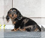 Small Photo #1 Dachshund Puppy For Sale in ANDOVER, OH, USA