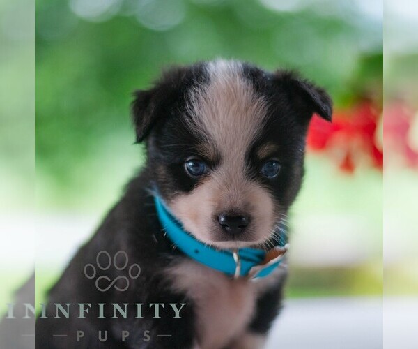 Medium Photo #5 Miniature Australian Shepherd Puppy For Sale in REBERSBURG, PA, USA