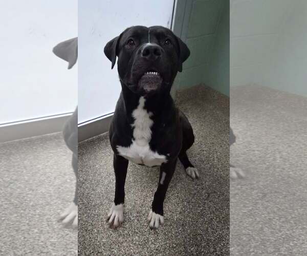 Medium Photo #1 Mutt Puppy For Sale in Martinsburg, WV, USA