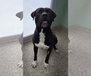 Mutt Dogs for adoption in Martinsburg, WV, USA