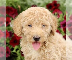 Goldendoodle (Miniature) Puppy for sale in LITITZ, PA, USA