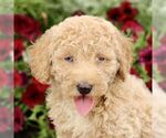 Small Goldendoodle (Miniature)