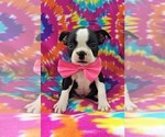 Small Photo #2 Boston Terrier Puppy For Sale in LANCASTER, PA, USA