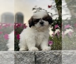 Small #9 Shih Tzu