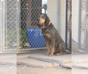 Bluetick Coonhound Dog for Adoption in SCOTTSDALE, Arizona USA
