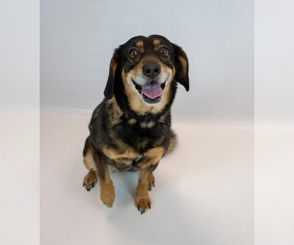 Medium Photo #5 Beagle-Colonial Cocker Spaniel Mix Puppy For Sale in Kennesaw, GA, USA