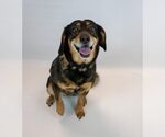 Small #4 Beagle-Colonial Cocker Spaniel Mix