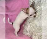 Small #3 Chihuahua