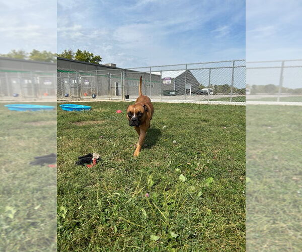 Medium Photo #2 Boxer-Staffordshire Bull Terrier Mix Puppy For Sale in Pierceton , IN, USA