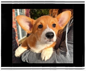 Pembroke Welsh Corgi Puppy for sale in TANEYTOWN, MD, USA
