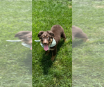 Small #2 Australian Shepherd