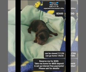 Yorkshire Terrier Puppy for sale in TUCSON, AZ, USA