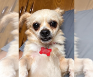 Donnie - Male Cheeks Dog for Adoption - Photo #3