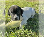 Small Photo #5 Bulldog-Unknown Mix Puppy For Sale in Tarrytown, GA, USA
