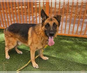 German Shepherd Dog-Unknown Mix Dogs for adoption in Las Vegas, NV, USA
